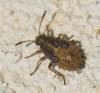 Rhopalus sp.